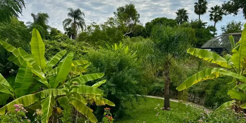 鳳凰園