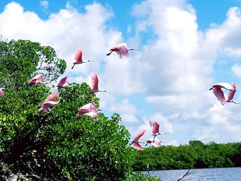 Backwater Adventure