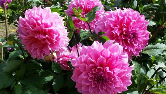 The Royal Agricultural Station Inthanon