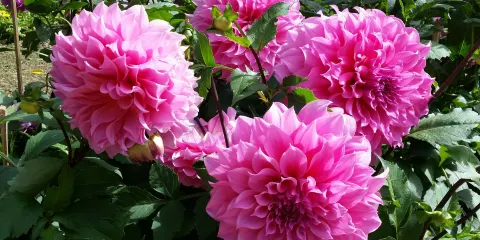 因他暖皇家農業園, 入口處