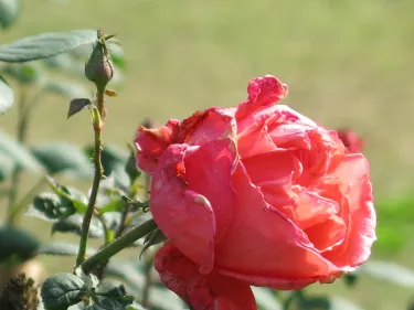 Rose garden Bathinda