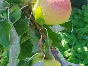 Happy Valley Orchard