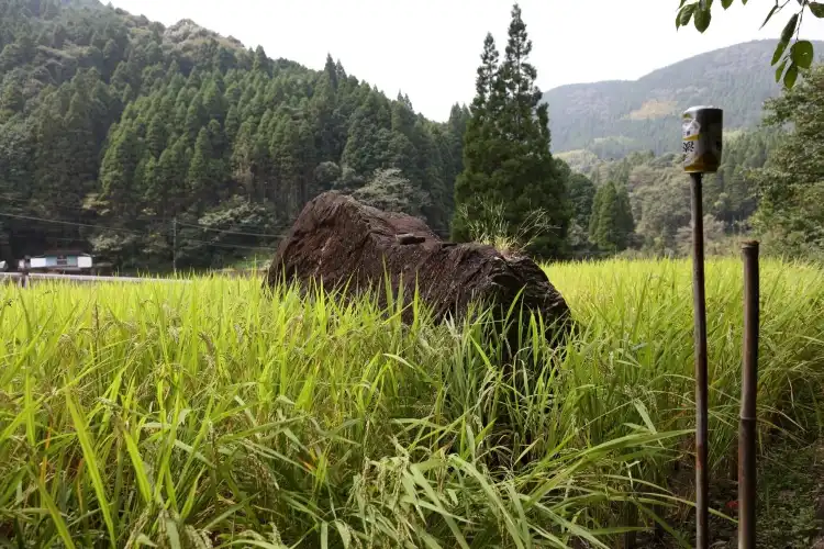 Hotels in Kuma