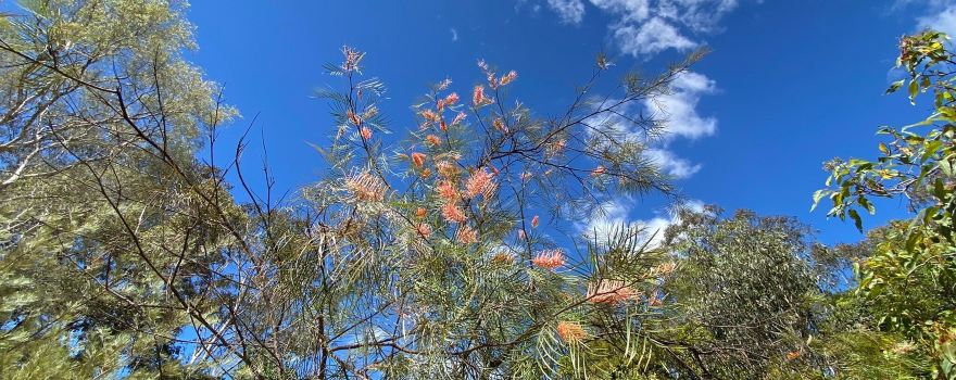 Fairhill Native Plants & Botanic Gardens