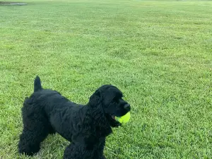 Best Friend's Dog Park