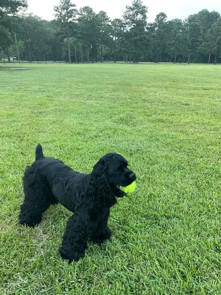 Hotels near Best Friend's Dog Park