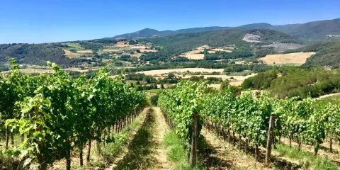 Le Colline di Sopra