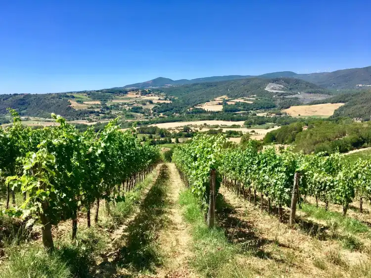 Montescudaio
