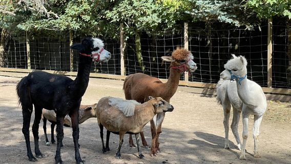Nasza Zagroda Alpaki i Przyjaciele Gniezno