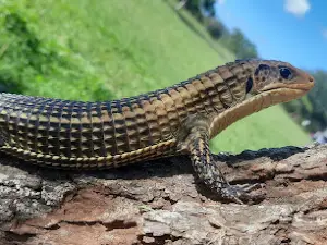 Phongolo Nature Reserve
