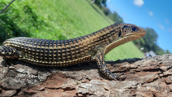 Phongolo Nature Reserve