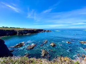 Mendocino Grove