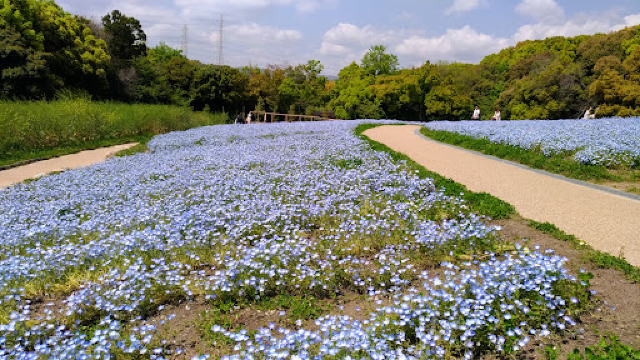 Flower Hill (Hana-no-oka) Tickets [2026] - Promos, Prices, Reviews