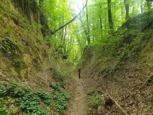 Rezerwat "Wodny Dół"