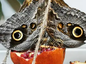 Exotic Park, zoo de Lescar