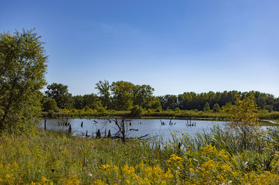 Rollins Savanna Forest Preserve