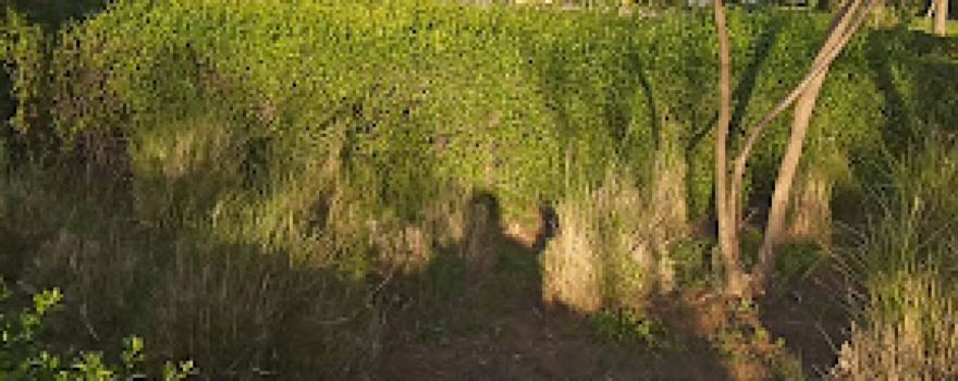Attadamone Garden