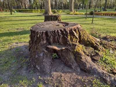 Dudova Forest
