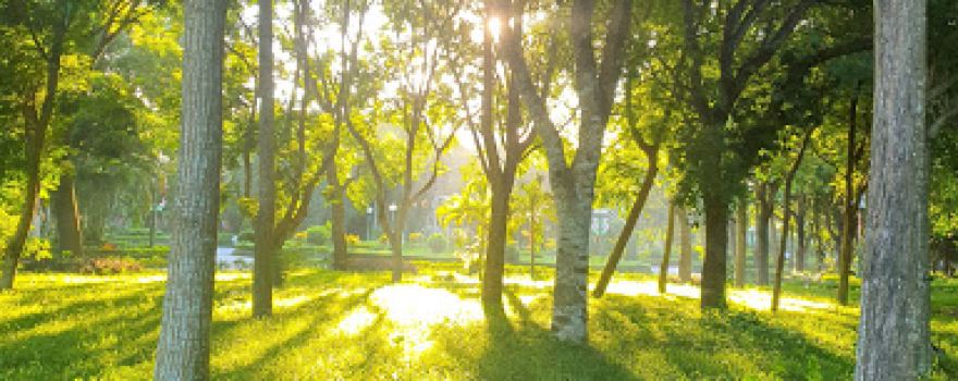 Park downtown Tam Diep