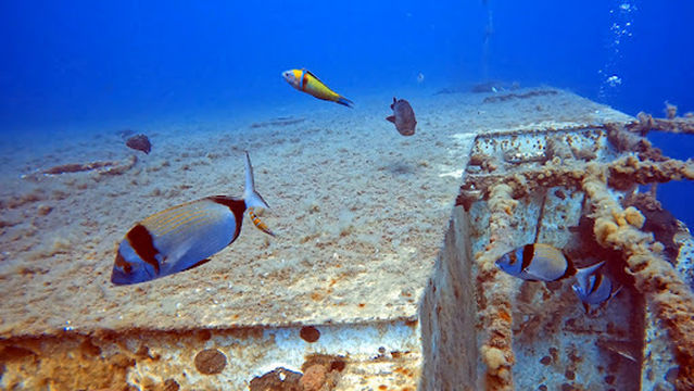 Q Divers - Dive Centre (Tauchbasis / Centrum Nurkowe)