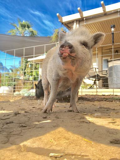 SoCalMiniPigs - Petting Farm & Piglet sales *By Reservation Only* No walk ins