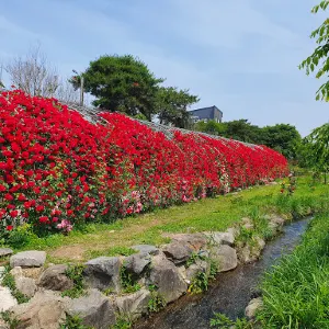 유구 색동수국 정원