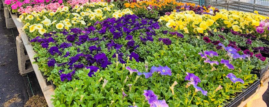 Drew's Garden