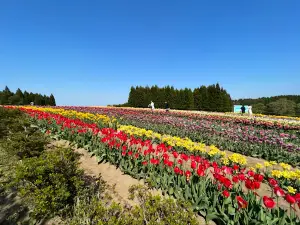 Shoko's Tulip Garden