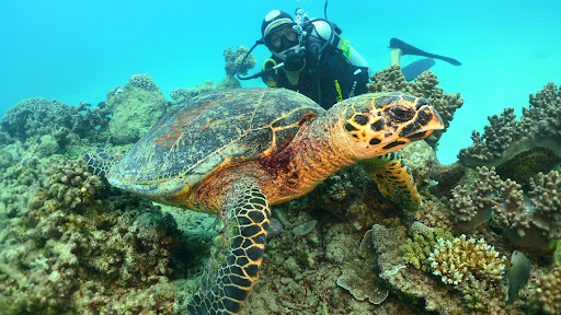 Rick's Dive School Opening Hours Reviews & Photos [2024]Trip.com