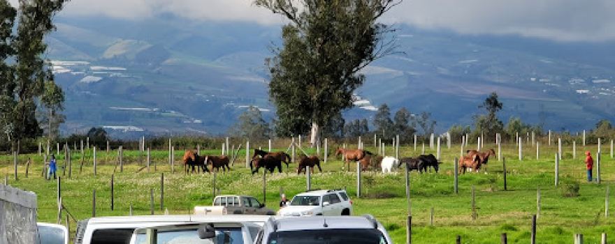 Quito Polo Club Checa