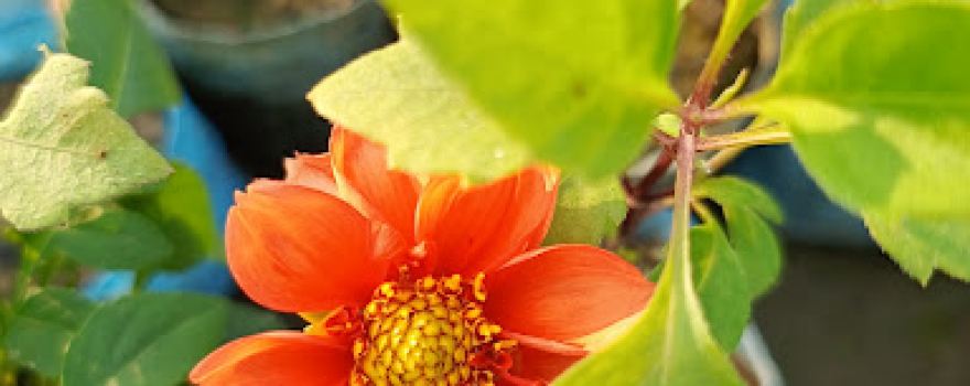 Chandan Nursery Tilaura