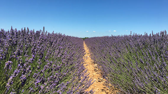 Valensole