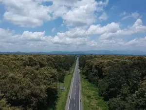 Rừng Giá Tỵ, Tân Phú Đồng Nai