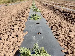 Sandias Y Melones "La Huerta Del Guacho"