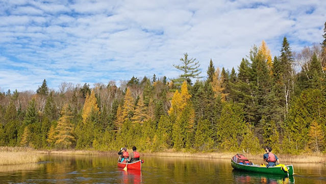 Driftwood Paddle Algonquin