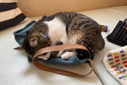 NEKO Cat Cafe Bellingham