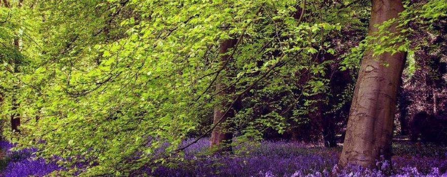Thorp Perrow - Arboretum and Bird of Prey & Mammal Centre
