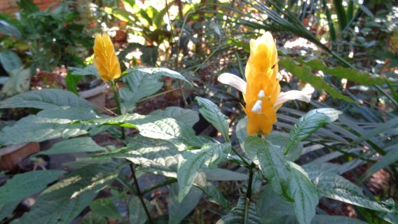 Orquideario del Indio Solitario