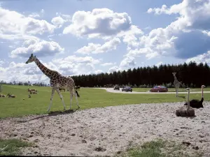 Givskud Zoo Zootopia