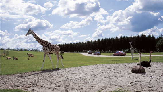 Givskud Zoo - Zootopia