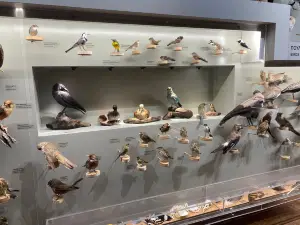 Natural History Museum of Crete