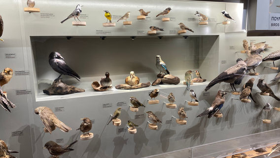 Natural History Museum of Crete