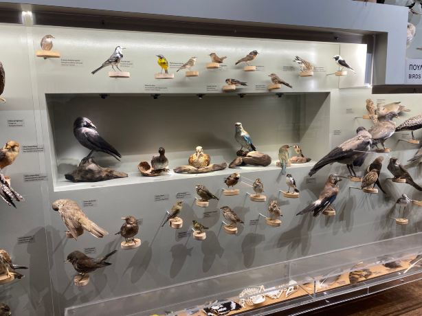 Natural History Museum of Crete
