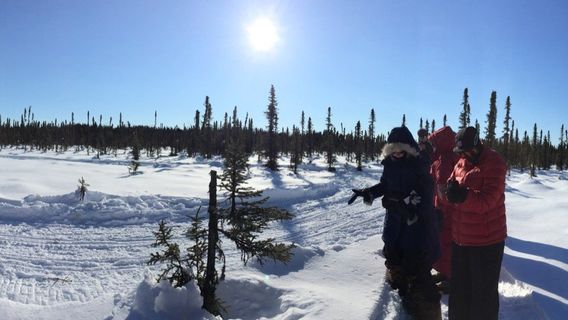 Dream a Dream Sleddog Tours