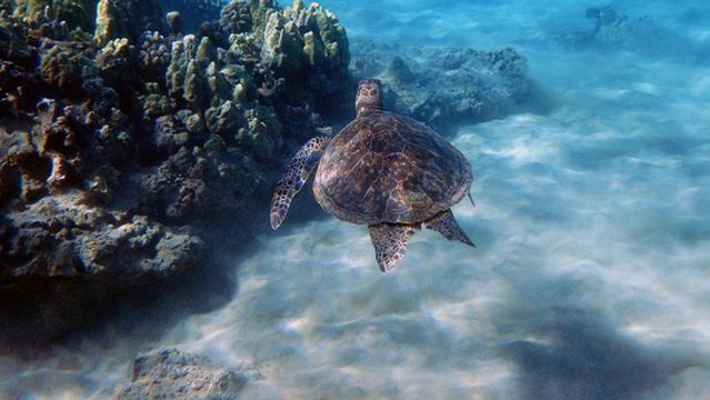 Boss Frog's Snorkel, Bike & Beach Rentals