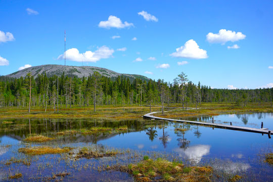 Pyhä-Luosto National Park