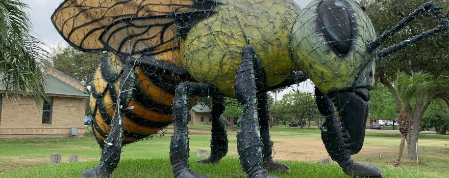 Worlds Largest Killer Bee