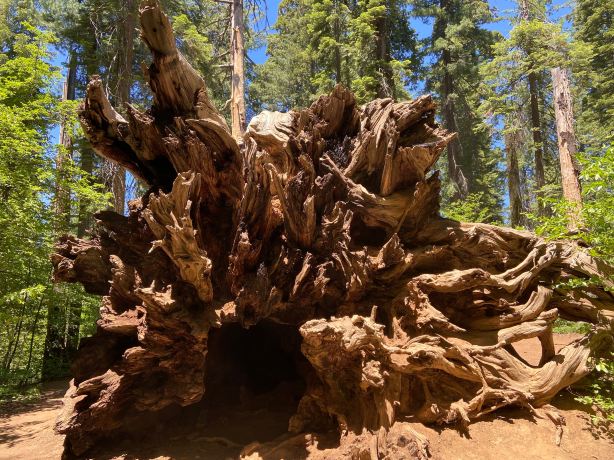 Tuolumne Grove