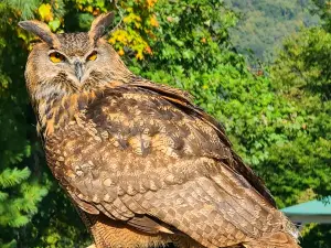 The Greenbrier Falconry