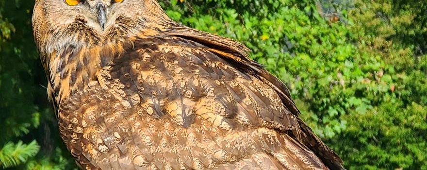 The Greenbrier Falconry